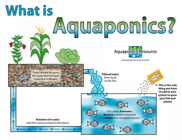 aquaponics