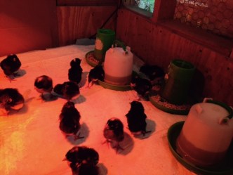 FullSizeRender - 2019-10-10T192830.918