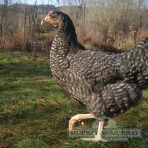 McMurrayHatchery-CuckooMarans-Pullet