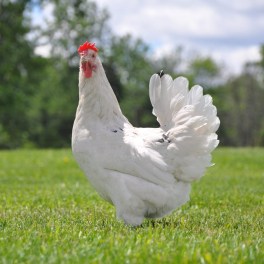 Austr-White-Hen