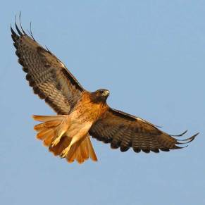 Red-tailed-Hawk