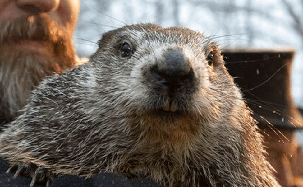 AP_Groundhog2.20-1200x768