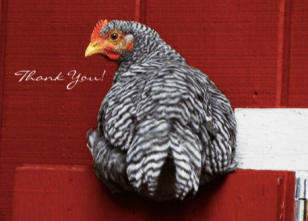 Chicken-Turn-Around-Thank-you-Card-Pic